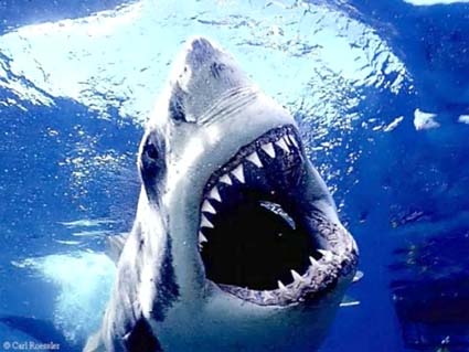 Requin